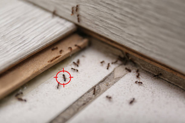 Wasp Removal Services in Amargosa Valley, NV