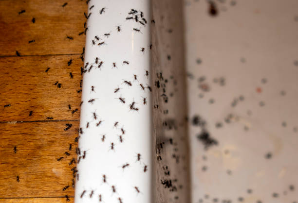 Best Pest Control for Businesses  in Amargosa Valley, NV