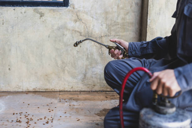 Best Affordable Pest Control Services  in Amargosa Valley, NV